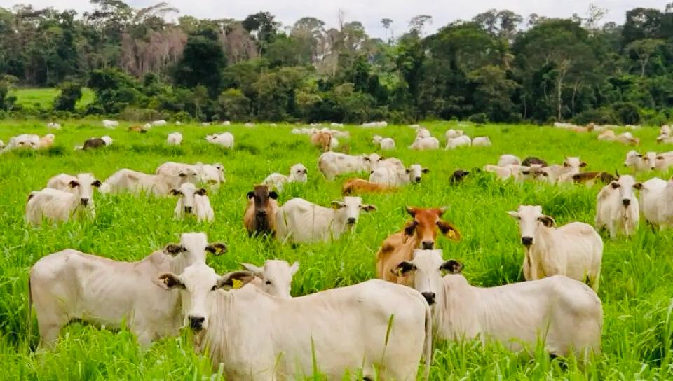 livestock invest paraguay
